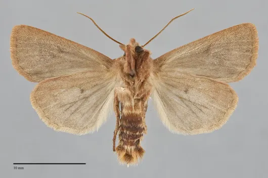 Resapamea innota