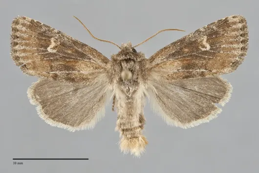 Resapamea innota