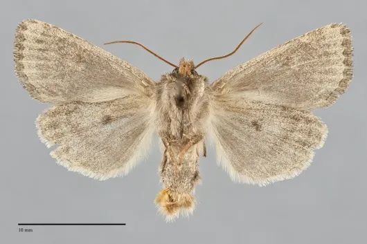 Resapamea innota