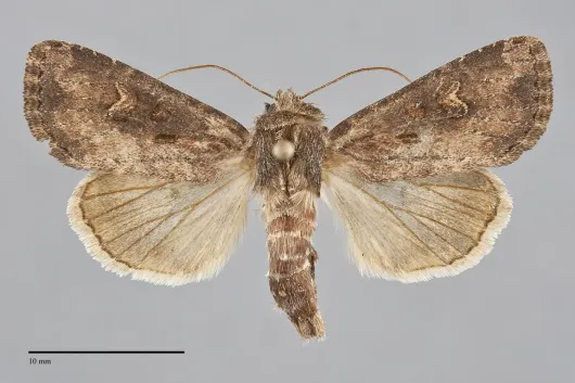 Resapamea passer