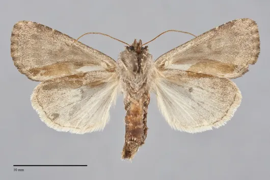Resapamea passer
