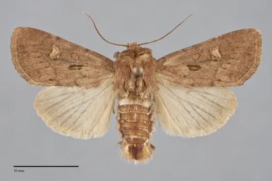 Resapamea passer
