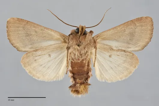 Resapamea passer