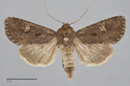 Resapamea passer