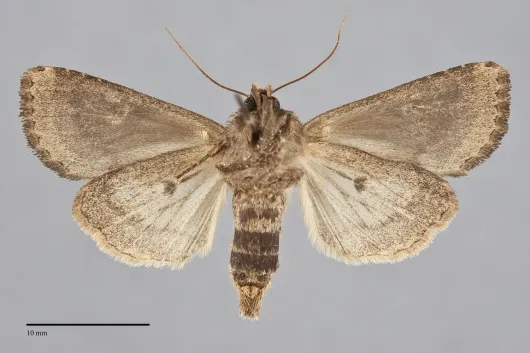 Resapamea passer