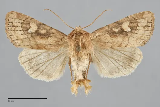 Resapamea venosa
