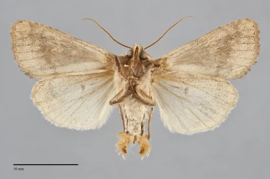 Resapamea venosa