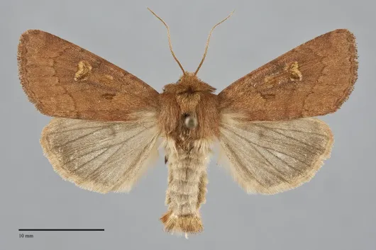 Resapamea venosa