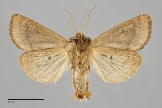 Resapamea venosa