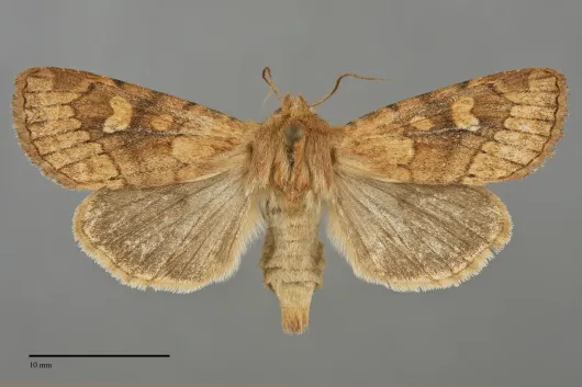 Resapamea venosa