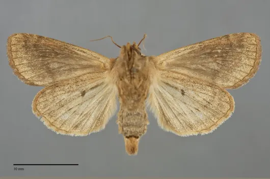 Resapamea venosa