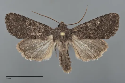 Rhabdorthodes pattersoni