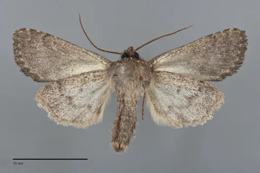 Rhabdorthodes pattersoni