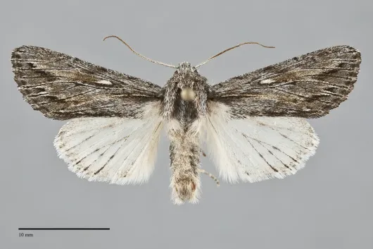 Rhizagrotis albalis