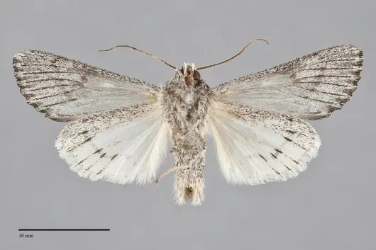 Rhizagrotis albalis