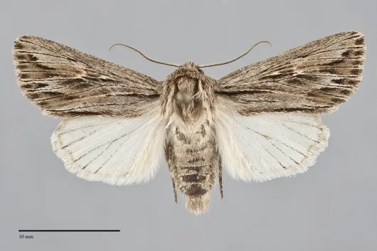 Rhizagrotis cloanthoides