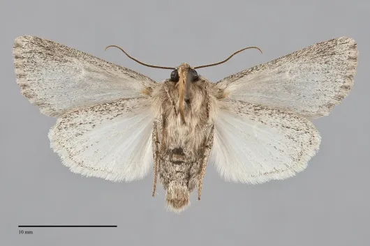 Rhizagrotis cloanthoides