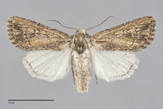 Rhizagrotis modesta