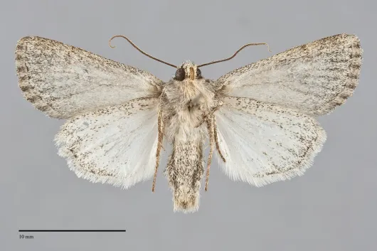 Rhizagrotis modesta