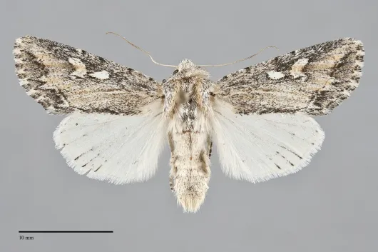 Rhizagrotis stylata