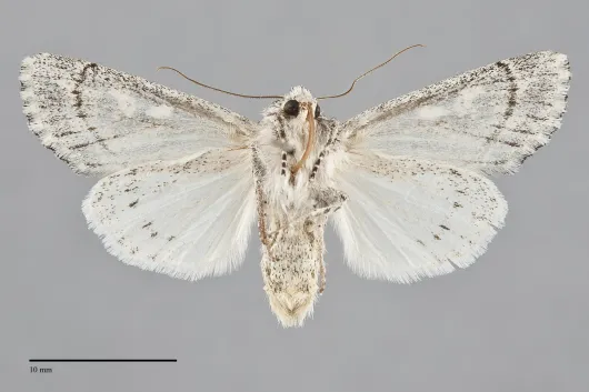 Rhizagrotis stylata