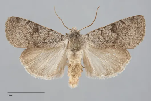 Richia parentalis