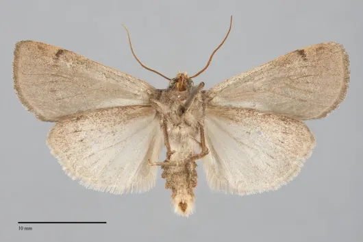Richia parentalis