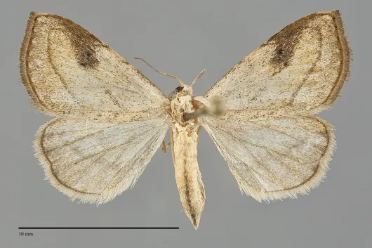 Rivula propinqualis