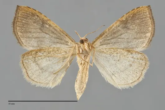 Rivula propinqualis