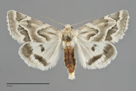 Schinia acutilinea