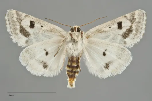 Schinia acutilinea