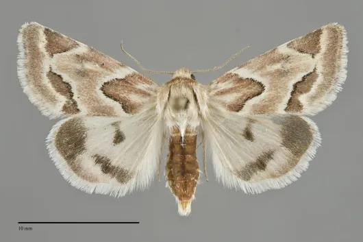Schinia acutilinea