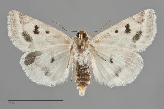 Schinia acutilinea