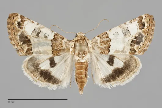 Schinia albafascia