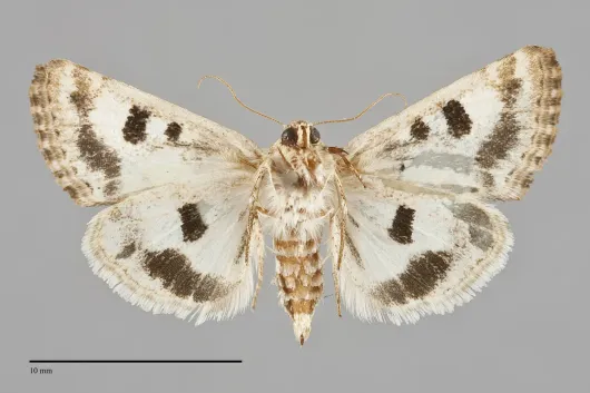 Schinia albafascia