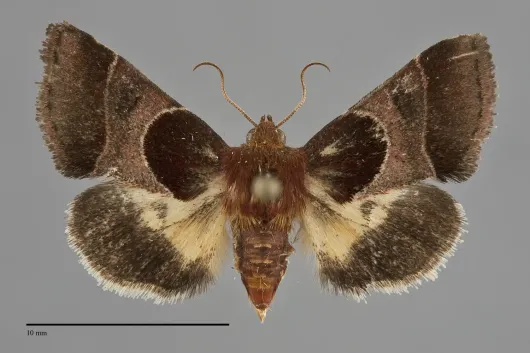 Schinia arcigera
