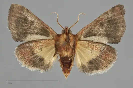 Schinia arcigera