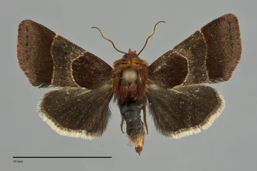 Schinia arcigera