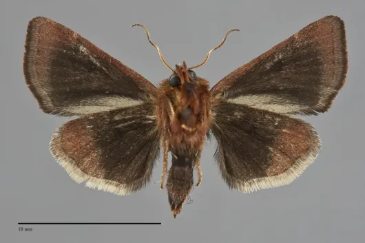Schinia arcigera