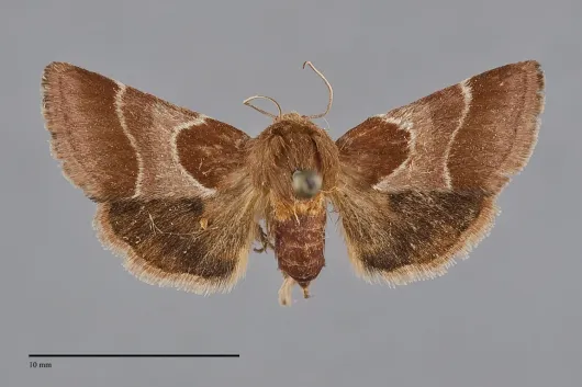 Schinia arcigera