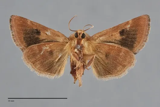 Schinia arcigera