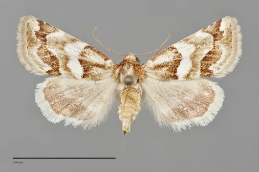 Schinia argentifascia