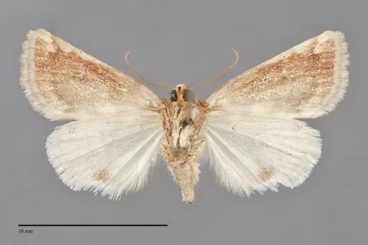 Schinia argentifascia