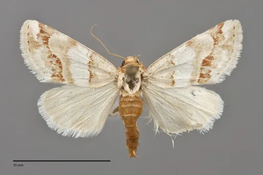 Schinia argentifascia