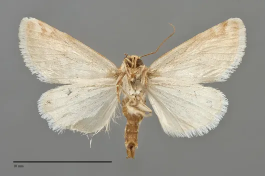 Schinia argentifascia