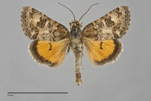 Schinia aurantiaca