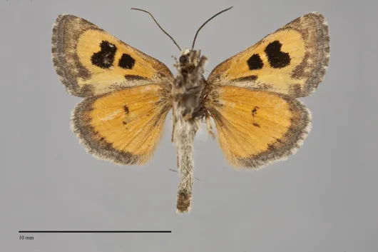 Schinia aurantiaca