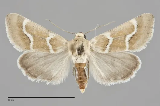 Schinia biundulata