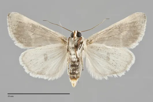 Schinia biundulata