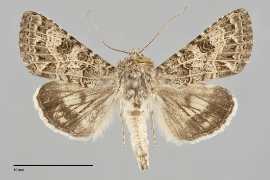 Schinia crotchii